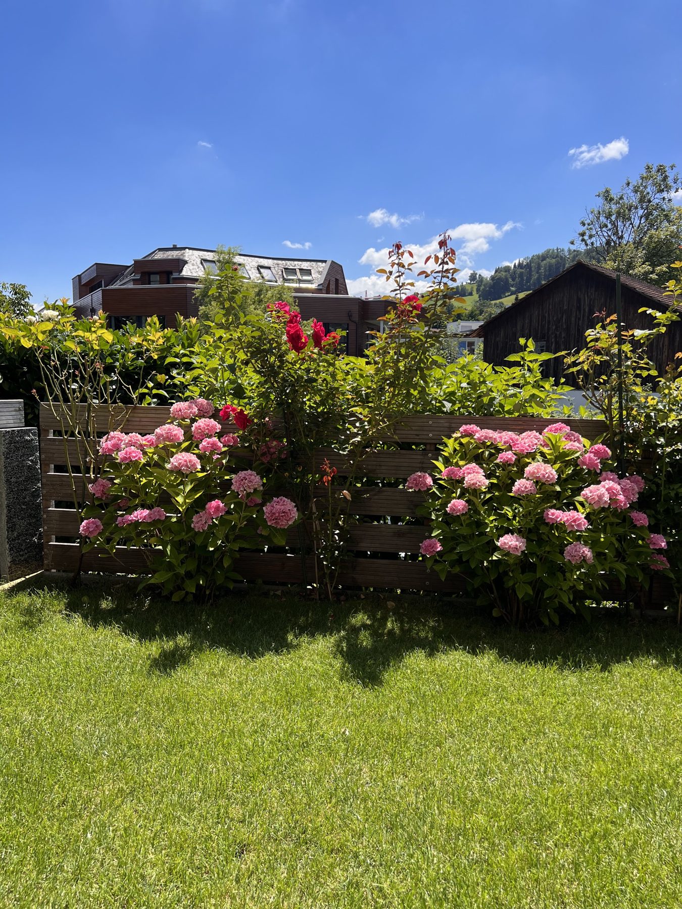Rasenfläche mit rosa Hortensien vor einem Sichtschutzzaun